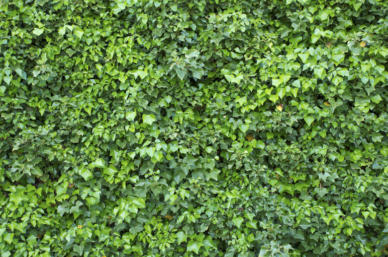 Green leaves background