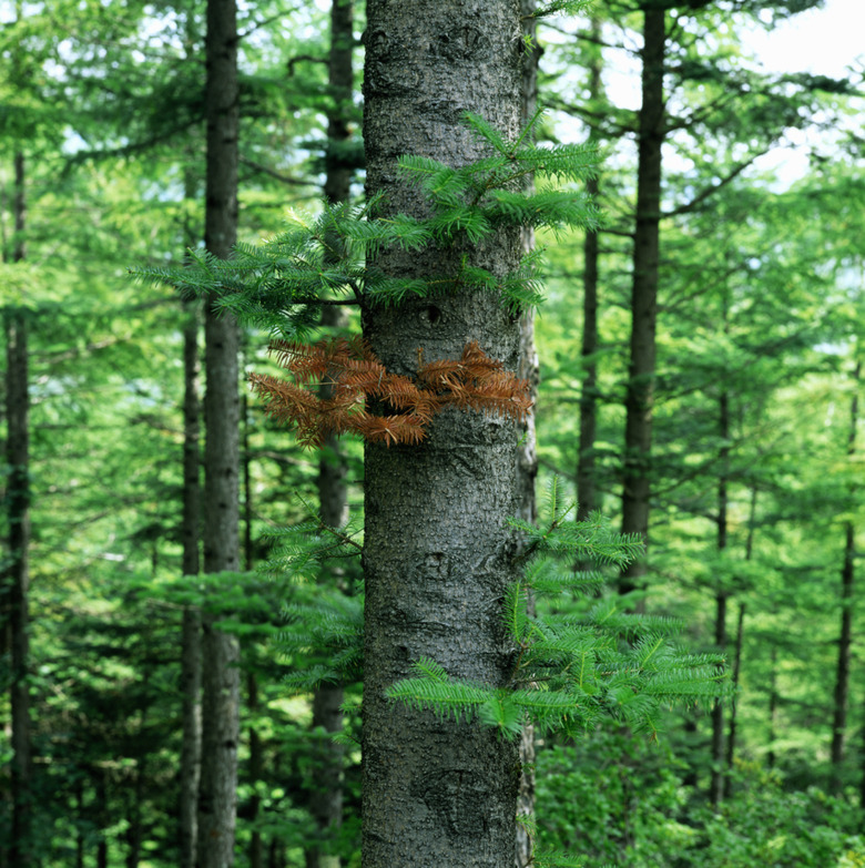 Pine trees (Pinus sp.) in forest