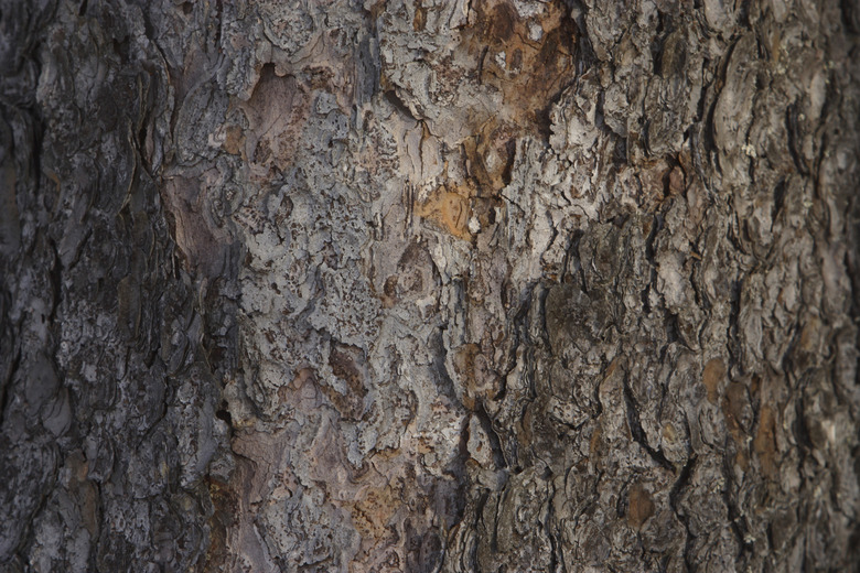 Pine tree bark