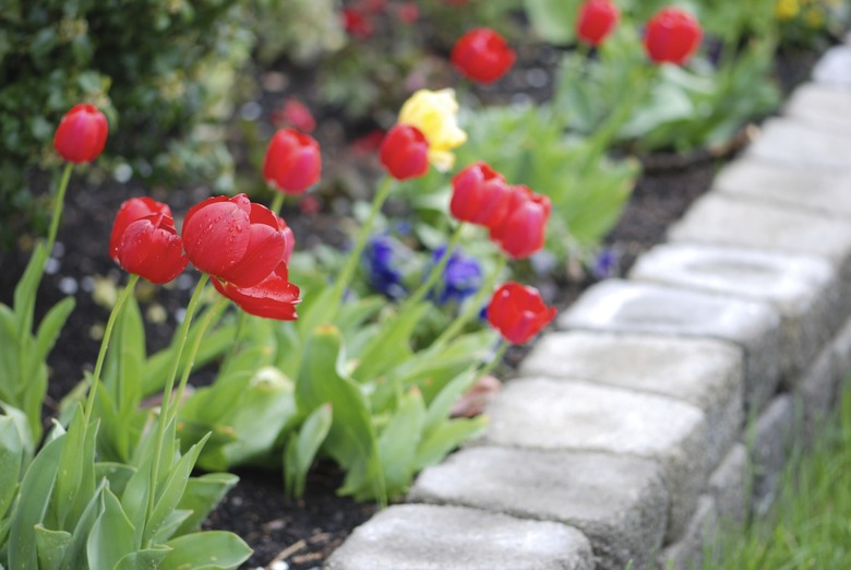 Tulips in a landscaped garden