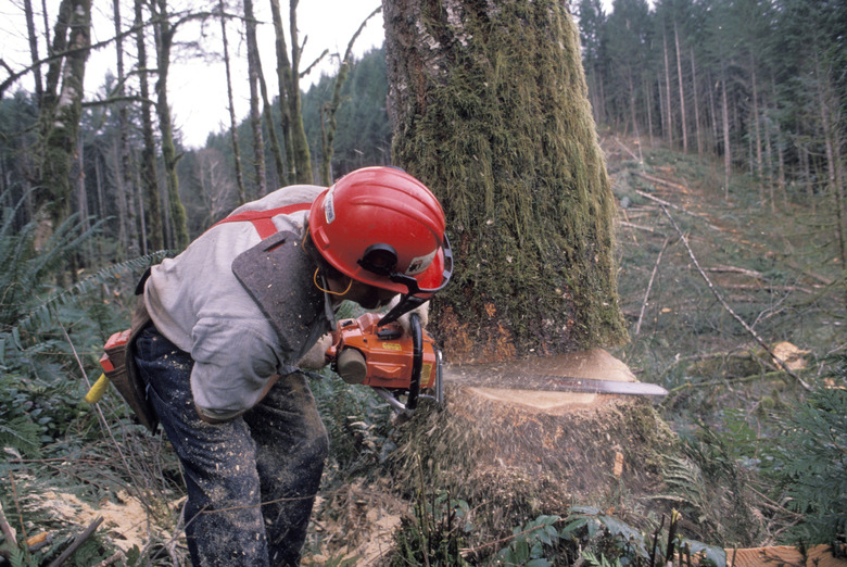 Lumberjack Cutting Down a Tree