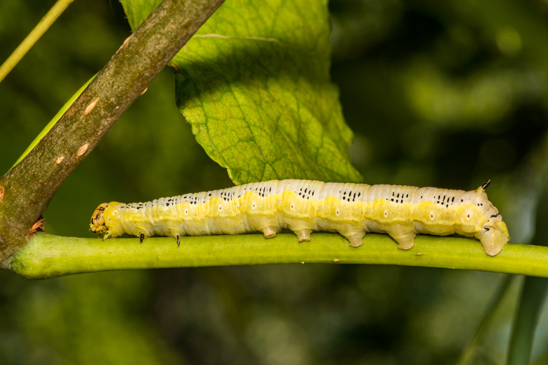 A catalpa sphinx moth worm crawls along a branch of a catalpa tree.