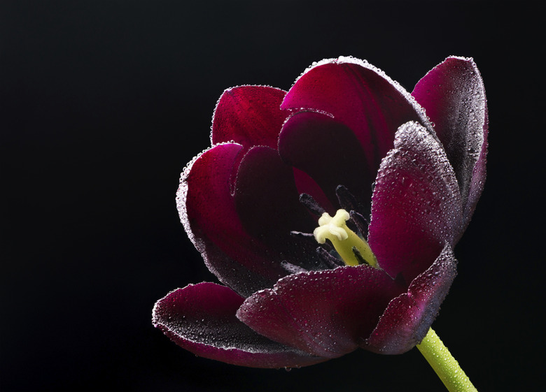 Wet purple-black tulip.