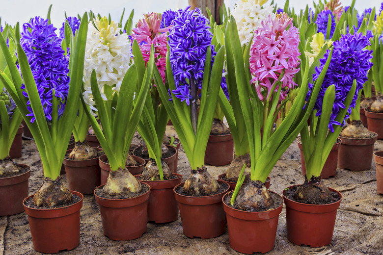 Hyacinth flowers