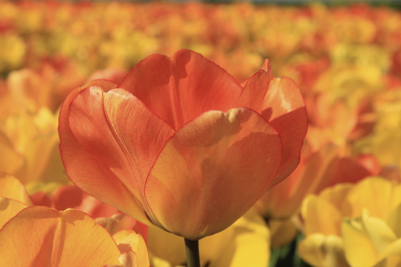 Yellow and orange tulips