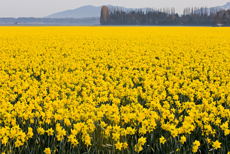 Yellow fields of daffodils in Skagit Valley, Washington, USA.