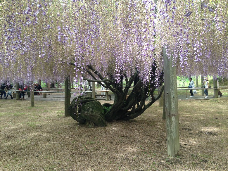 A magnificently large wisteria tree with white and purple flowers.