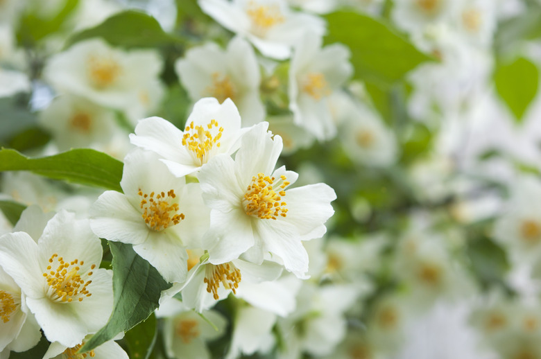 white jasmine flowers