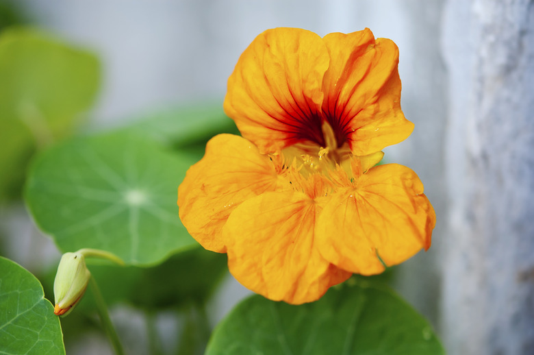 nasturtium flower close up