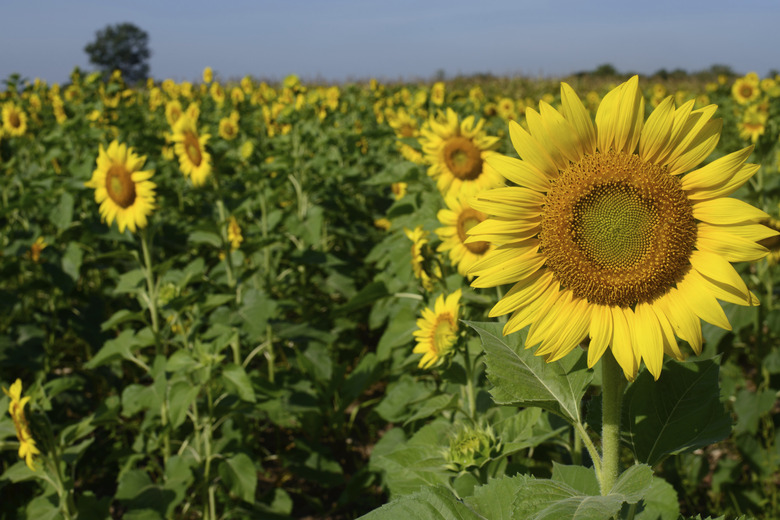 Beautiful yellow sunflower with bluesky background