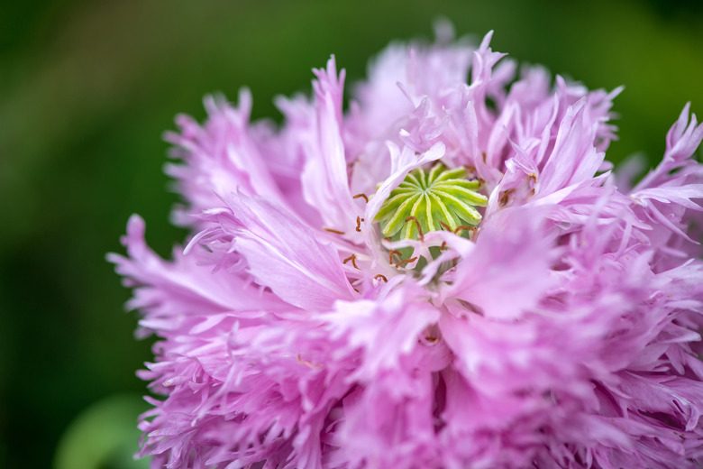 close-up of blooming poppy - selective focus