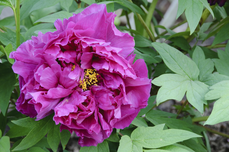 Single purple peony bloom