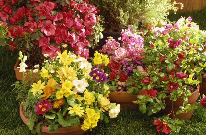 Potted flowers