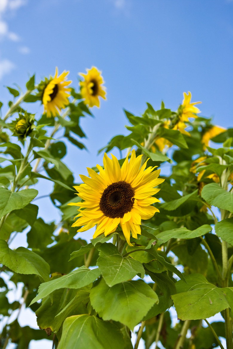 Sunflowers