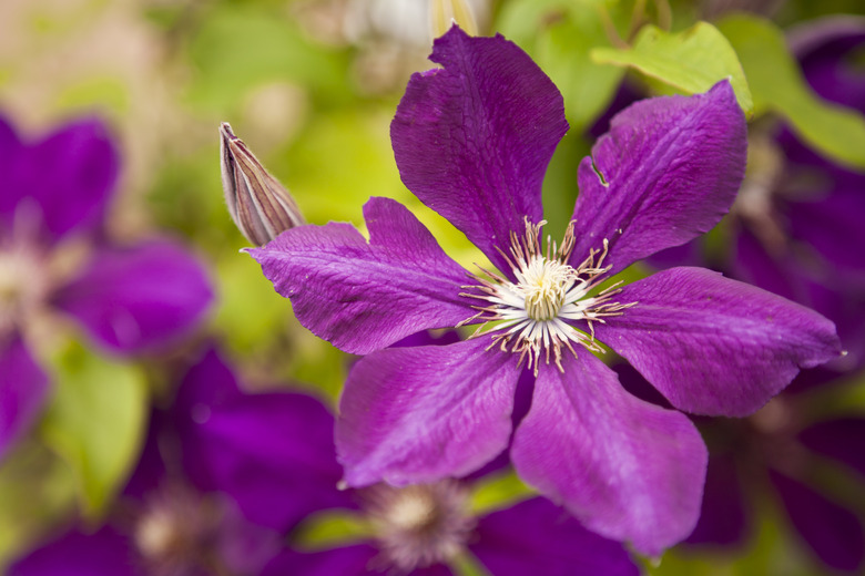 purple clematis blossom