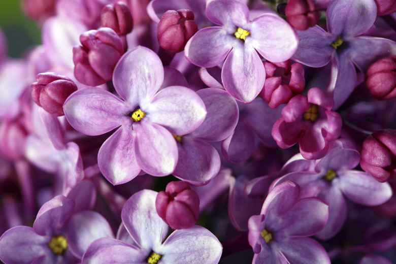 Lilac flowers close up.