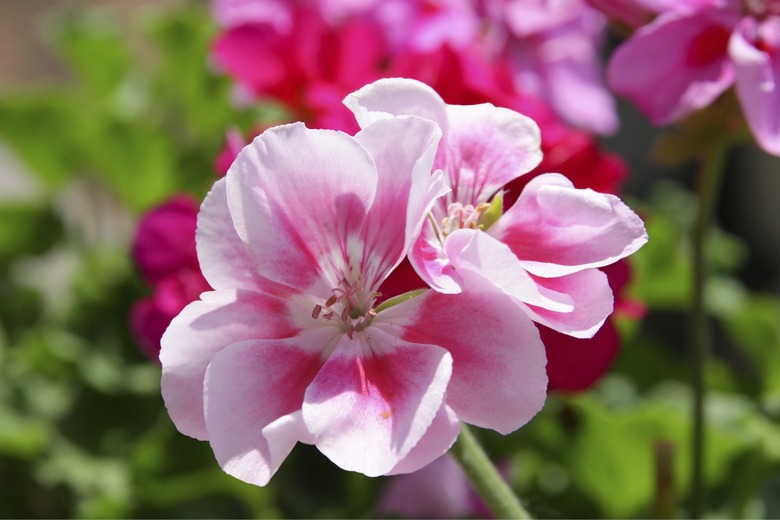 geranium potplant with pink flowers