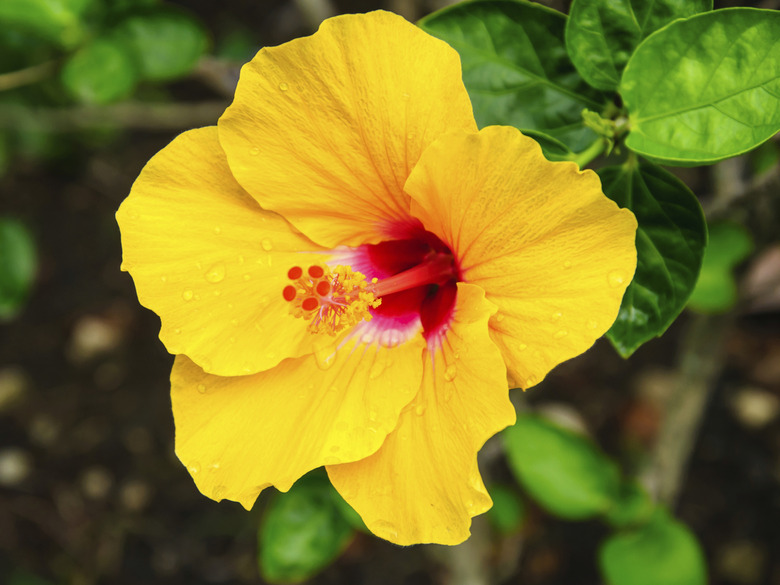 Yellow hibiscus flowers