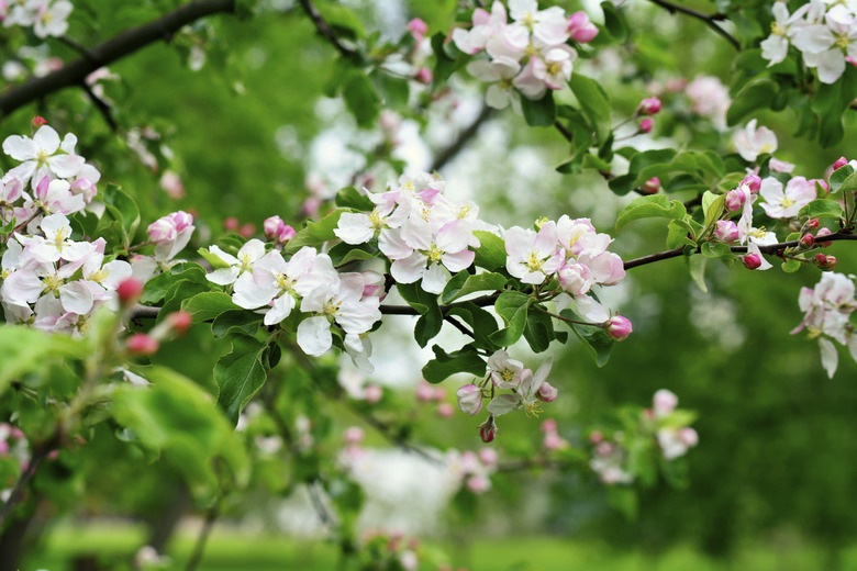 Apple tree blossom