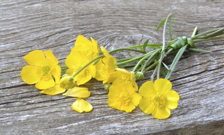 Yellow meadow flowers