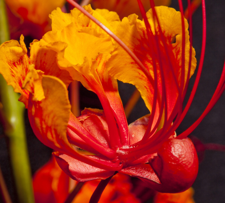 Mexican Bird of Paradise (Caesalpinia pulcherrima) flower