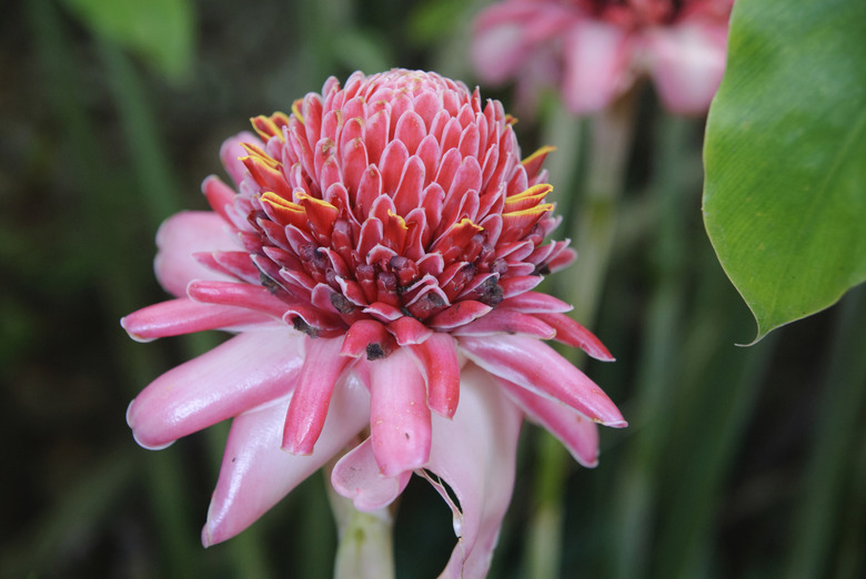 Ginger Flower