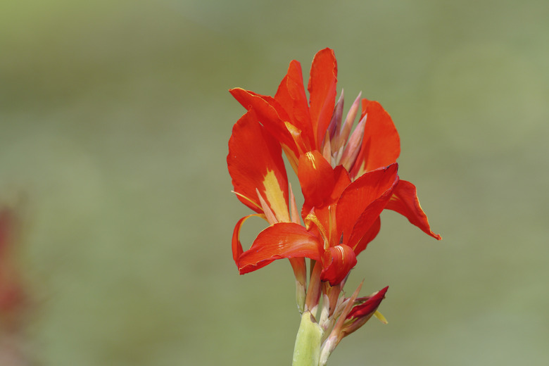 Cannas lilly