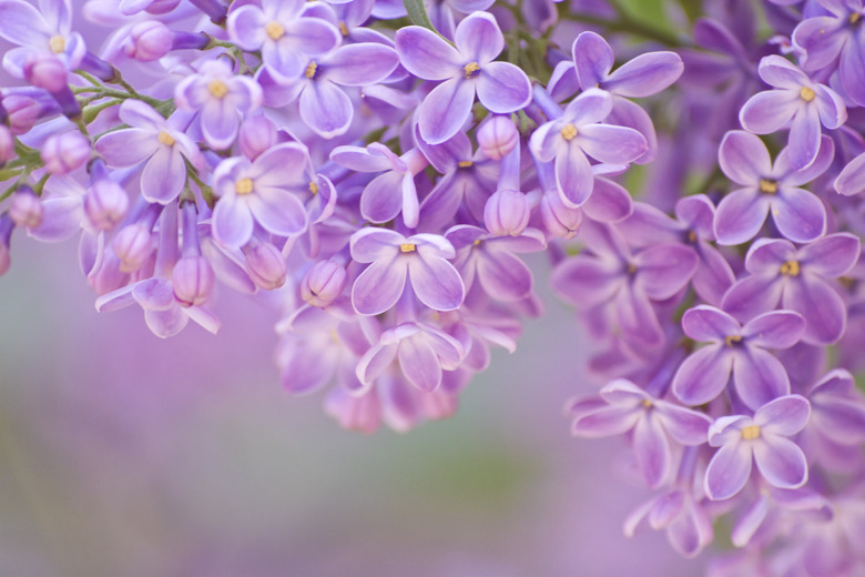 lilac in detail