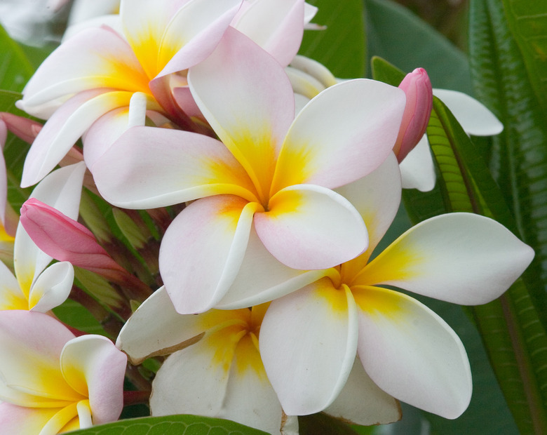 Some lovely frangipani flowers in shades of white, pink and yellow.