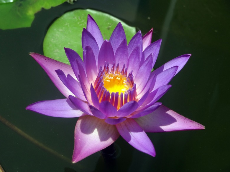 A lovely Cape blue water lily (Nymphaea capensis) floating in the water.