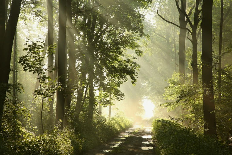 Forest trail at dawn