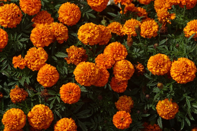 Blooming marigold flowers