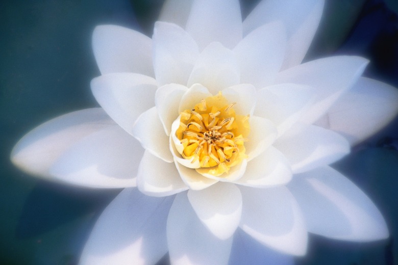 Close-up of white water lily