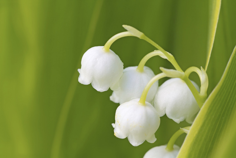 Lily of the valley