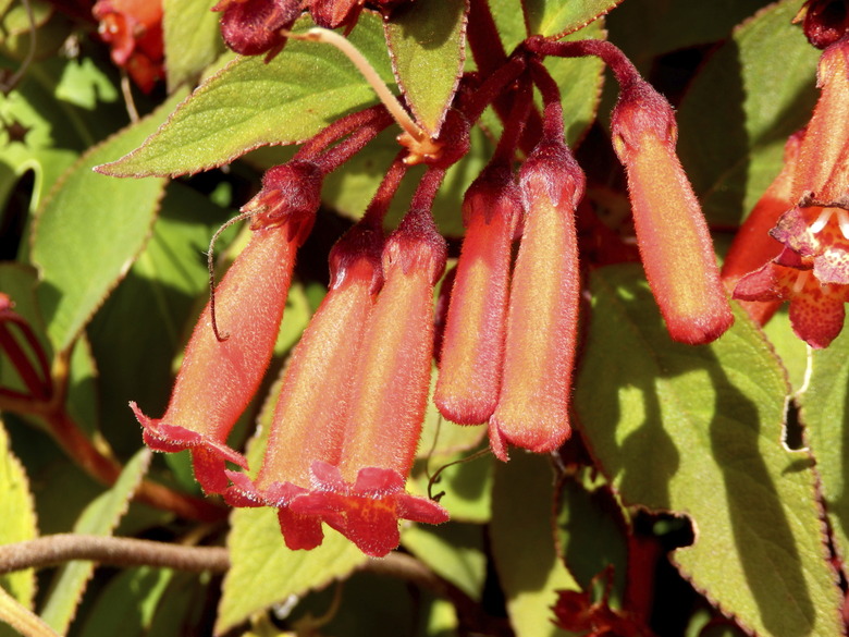 Phygelius Plant