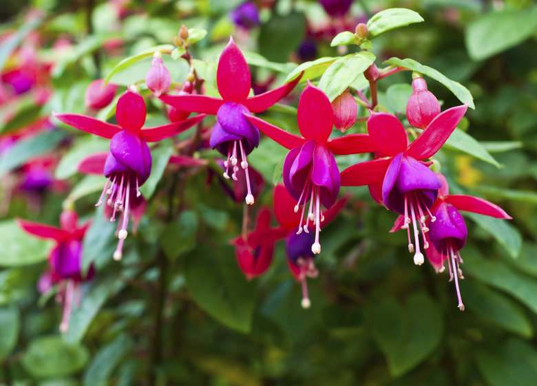 Fuchsia. Onagraceae Salvia splendens Scarlet sage.