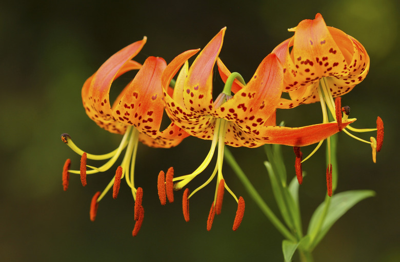 Turk's Cap Lilies Touching