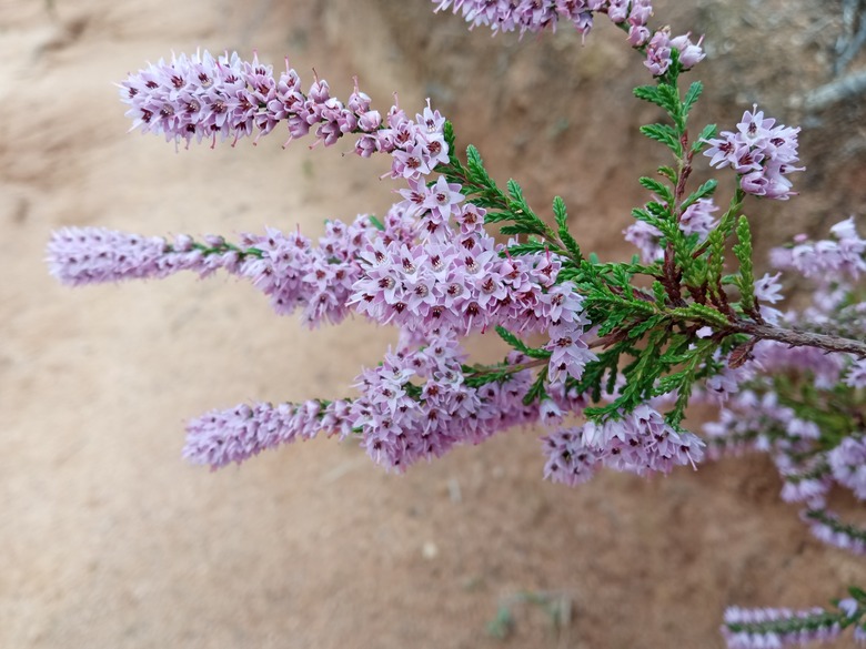 Some branches of a heather (Calluna vulgaris) plant stretch out over a dirt road.