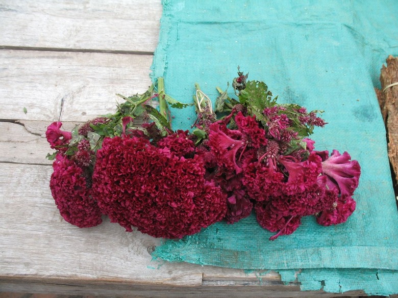 A number of cockscomb flowers (Celosia argentea var. cristata) that have been freshly picked and laid out on a table, ready for drying.