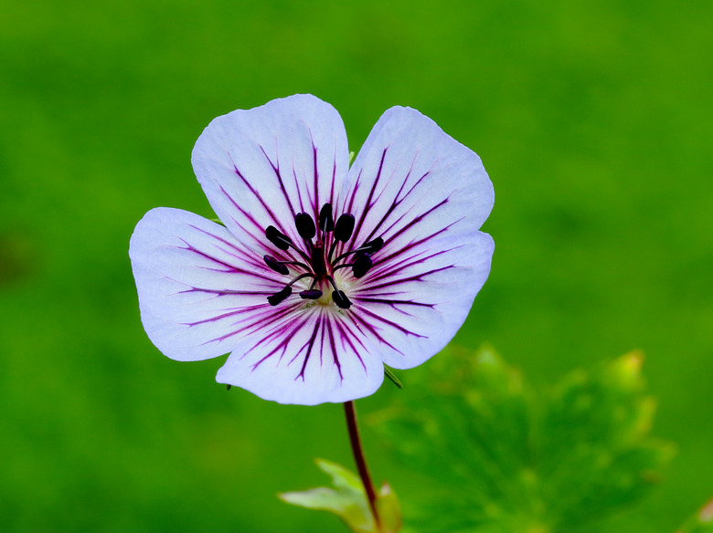 A close-up of a single Crystal Lake geranium (Geranium wallichianum 'Crystal Lake') flower.