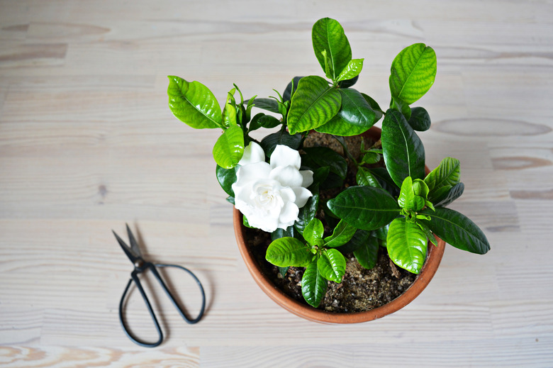 A blooming white gardenia and black steel scissors on a wooden table.