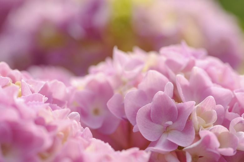 Beautiful Pink Hydrangea Flowers Close-Up