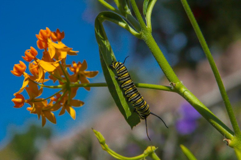 monarch caterpillar on milkweed