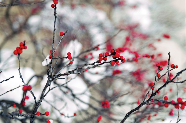 Winterberry holly