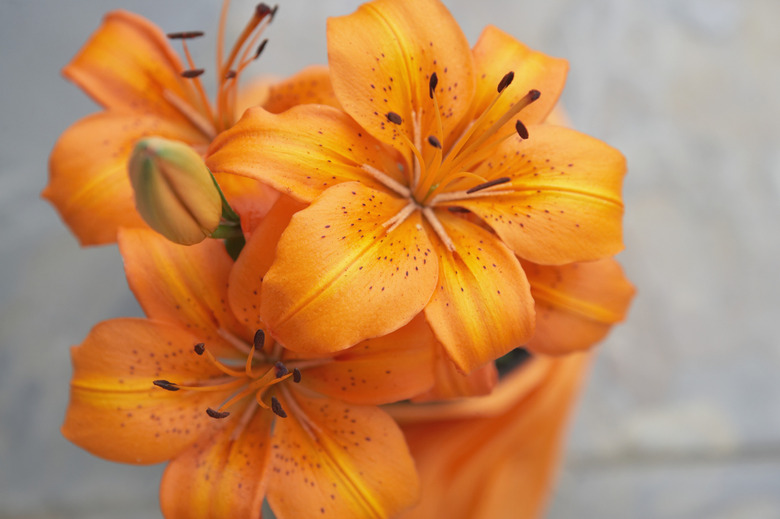 Close-up of a bouquet of orange lilies