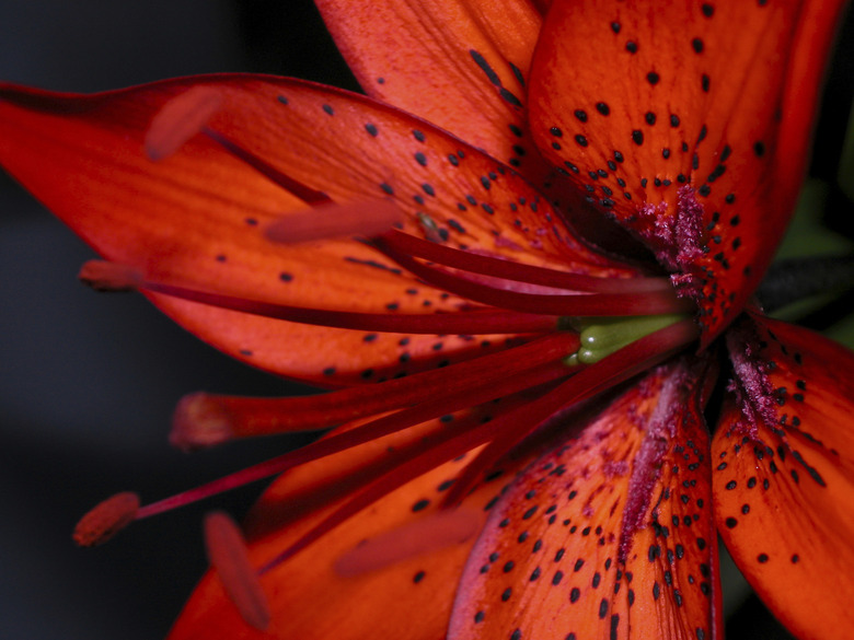 Tiger lily