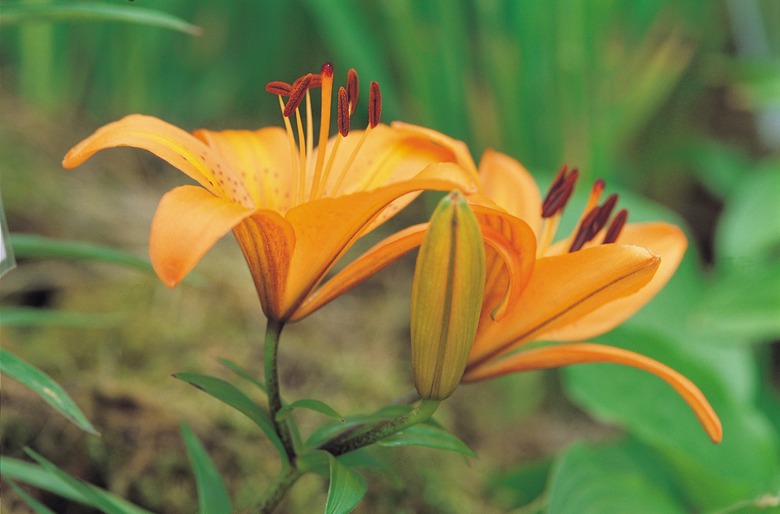 Close-up of lilies blooming