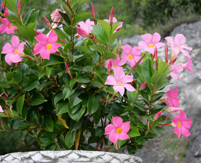 Pink mandevilla in a pot outdoors.