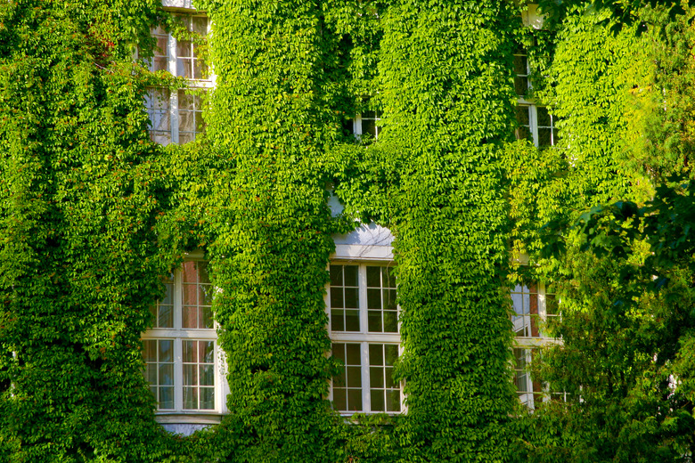 Green Virginia creeper around windows