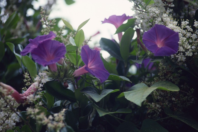 Morning glories